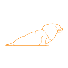 Animals Seals South American Sea Lion Sticker Outline Svg File, Free Vectors File